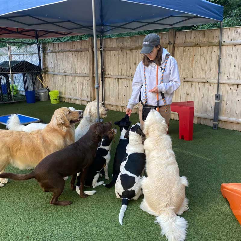 dog-daycare-enrichment