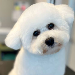 grooming-whitedog-250